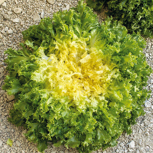 Semente de chicória precoce - DOMARI - Graines Voltz - Voltz Horticulture - resistente ao mosaico / de primavera / resistente ao espigamento