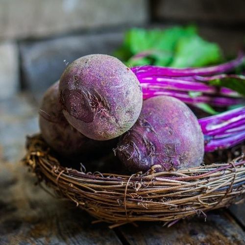 Semente de beterraba para consumo - Chioggia - MSL GmbH & Co. KG - vermelha / biológica / branca
