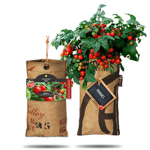 Semente de tomateiro-cereja vermelha - EXTRA JUICY MINIS - BAZA Seeds Holland b.v. - redonda