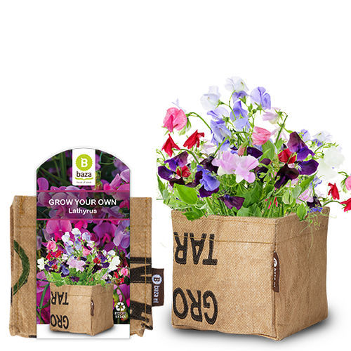 Muda de flor perene - LATHYRUS - BAZA Seeds Holland b.v. - anual / mistura de diferentes cores / para vaso