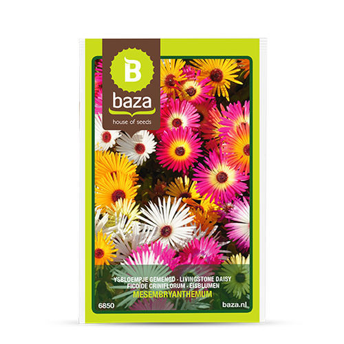 Semente de flor de flores silvestres - Livingstone Daisy - BAZA Seeds Holland b.v. - mistura de diferentes cores / para jardim / mistura