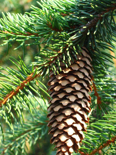 Árvore resinosa - PICEA ABIES - Vivai Toso Orlando Soc. Agricola