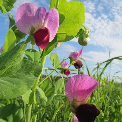 Semente de ervilha forrageira de verão - ARVIKA - SEED SERVICE s.r.o. - de inverno / de primavera / para forragem
