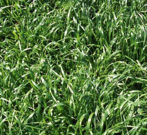 Forragem de azevém‑anual - Levonet - SEED SERVICE s.r.o. - para ração / para pasto / para bovinos