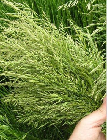 Forragem de festuca - COSMOLIT - SEED SERVICE s.r.o. - para melhorar a estrutura do solo / para ração / para bovinos