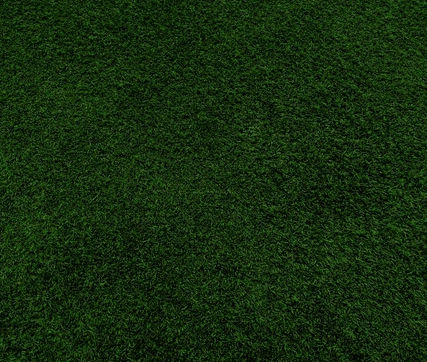 Semente de grama - Chewings Fescue CALAPOOIA - SEED SERVICE s.r.o.