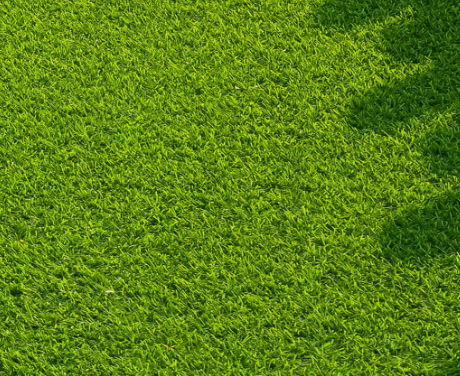 Semente de grama - Strong Creeping Fescue QUINTET - SEED SERVICE s.r.o.