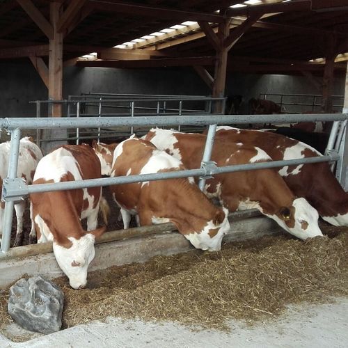 Canzil para bovinos - FEELR 44000 - AHI - FARM CAMARA - autotravante / ajustável / em estrutura tubular
