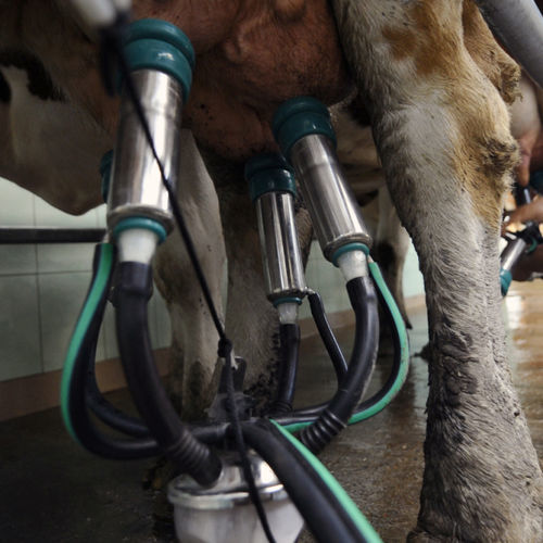 Teteira para vacas - 7029-2725-000 - dairy craft - redonda