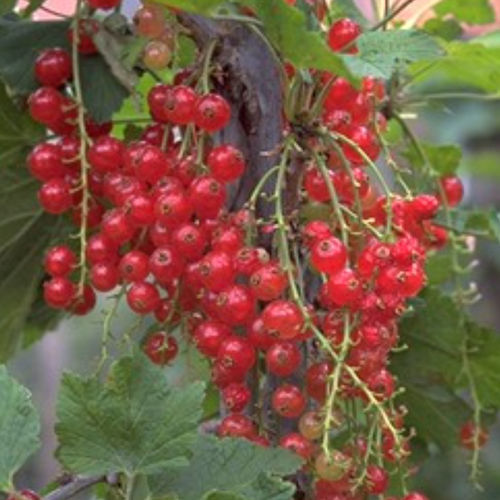 Arbusto frutífero - ROSETTA - BOWECO VOF