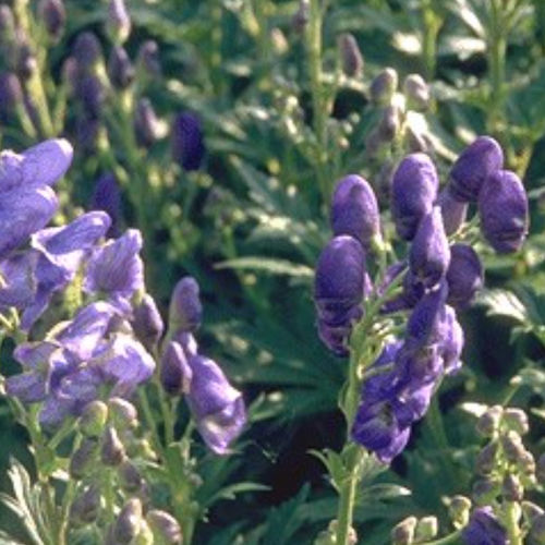Muda de flor perene - ARENDSII - BOWECO VOF - azul / violeta / para canteiro