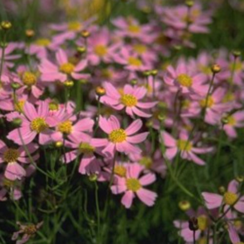 Muda de flor perene - AMERICAN DREAM - BOWECO VOF - rosa / para jardim