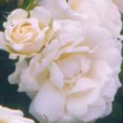Arbusto florífero de flores brancas - PRINCESS OF WALES® - BOWECO VOF