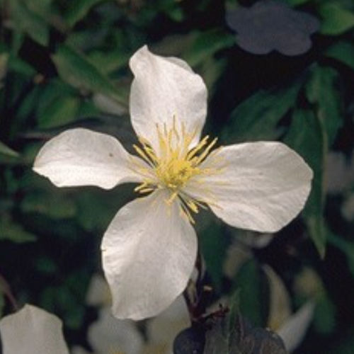 Muda de flor branca - GRANDIFLORA - BOWECO VOF - trepadeira