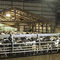 sistema elétrico de condução de gado com atuador elétricoDaritech, Inc.