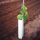 tubo protetor de planta para vinha